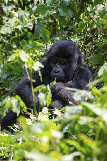 Mountain gorilla (Gorilla berengei berengei), Bwindi Impenetrable National Park, Uganda