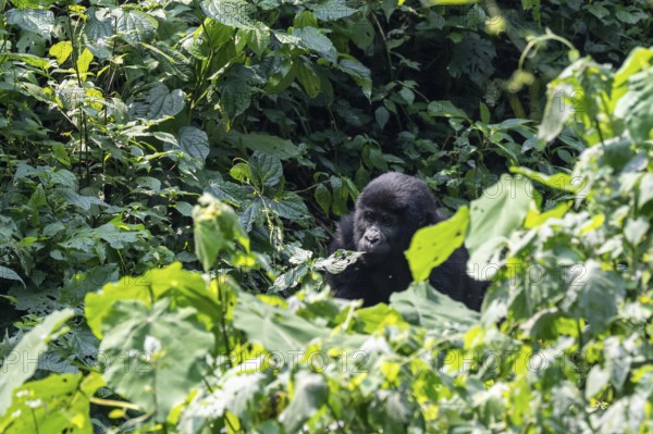 Young animal, mountain gorilla (Gorilla berengei berengei), Bwindi Impenetrable National Park, Uganda
