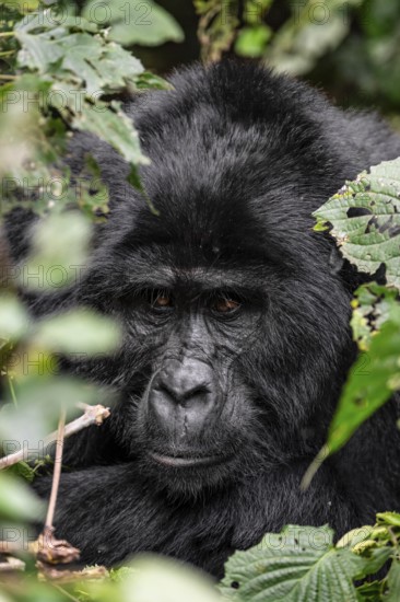 Silverback, animal portrait, mountain gorilla (Gorilla berengei berengei), Bwindi Impenetrable National Park, Uganda