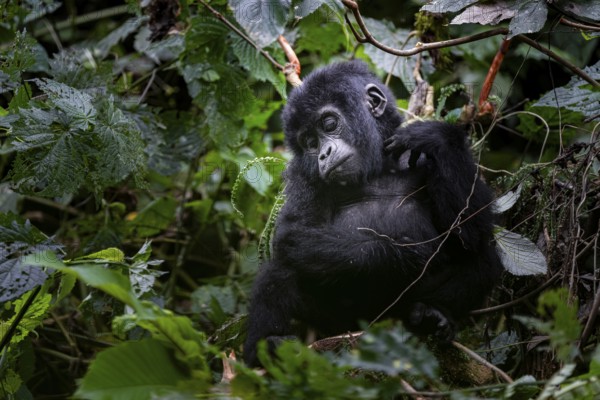 Young animal, mountain gorilla (Gorilla berengei berengei), Bwindi Impenetrable National Park, Uganda