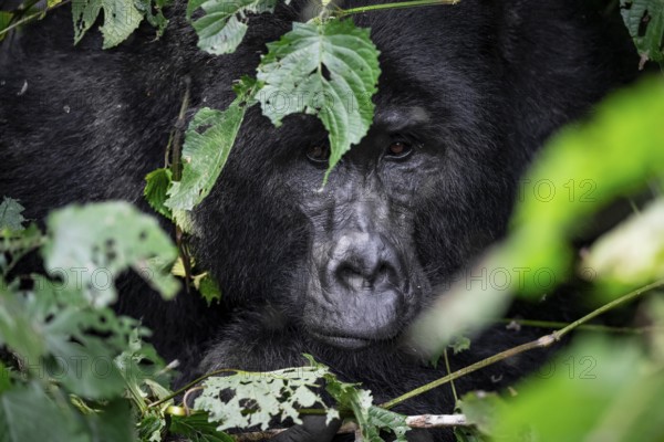 Silverback, animal portrait, mountain gorilla (Gorilla berengei berengei), Bwindi Impenetrable National Park, Uganda