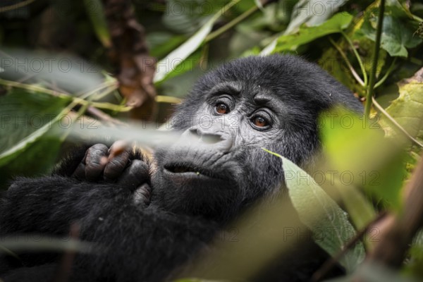 Mountain gorilla (Gorilla berengei berengei), Bwindi Impenetrable National Park, Uganda