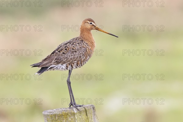 Blacktail (Limosa limosa), sitting room, on a fence post, snipe birds, wildlife, nature photography, wetland, ox moor, Dümmer See, Lembruch, Lower Saxony, Germany