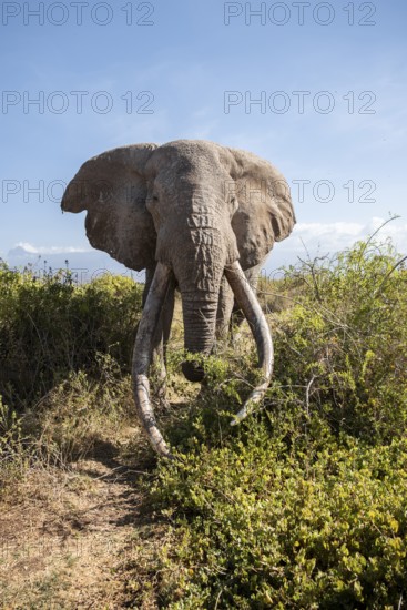 African elephant (Loxodonta africana) eats leaves, the famous Super Tusker elephant Craig, old male with long tusks, Kajiado County, Kenya