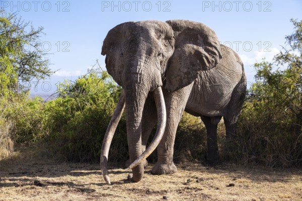 African elephant (Loxodonta africana) the famous Super Tusker elephant Craig, old male with long tusks, Kajiado County, Kenya