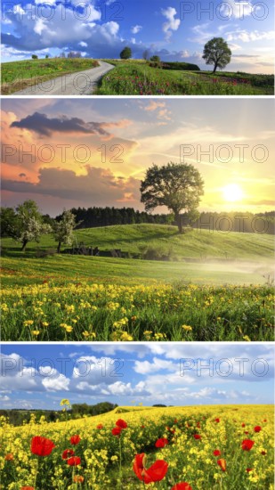Collage of spring and summer landscapes, blooming flowers, green meadows and trees, hilly landscape with mountains, blue cloudy sky with sunrise or sunset, wallpaper illustration for banner or template background, AI generated