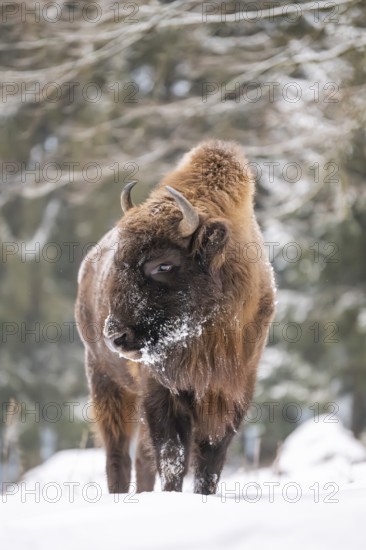 European bison (Bison bonasus) or Wisent standing on a meadow next to the forest in winter, snow, Bavaria, Germany