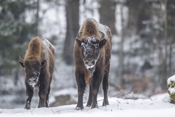 European bison (Bison bonasus) or Wisent standing on a meadow next to the forest in winter, snow, Bavaria, Germany