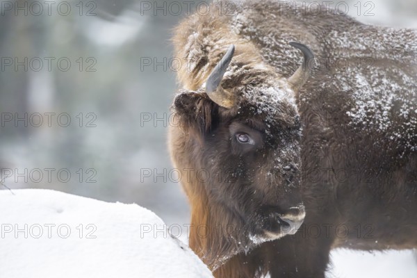 European bison (Bison bonasus) or Wisent portrait in winter, snow, Bavaria, Germany