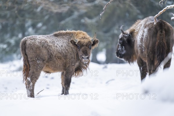 European bison (Bison bonasus) or Wisent standing on a meadow next to the forest in winter, snow, Bavaria, Germany