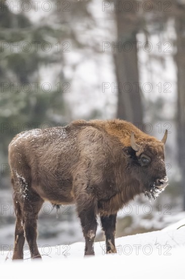 European bison (Bison bonasus) or Wisent standing on a meadow next to the forest in winter, snow, Bavaria, Germany