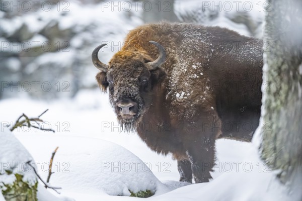 European bison (Bison bonasus) or Wisent standing on a meadow next to the forest in winter, snow, Bavaria, Germany