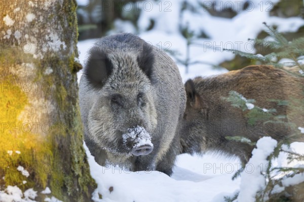 Wild boar (Sus scrofa) standing in a forest in winter, snow, Bavaria, Germany