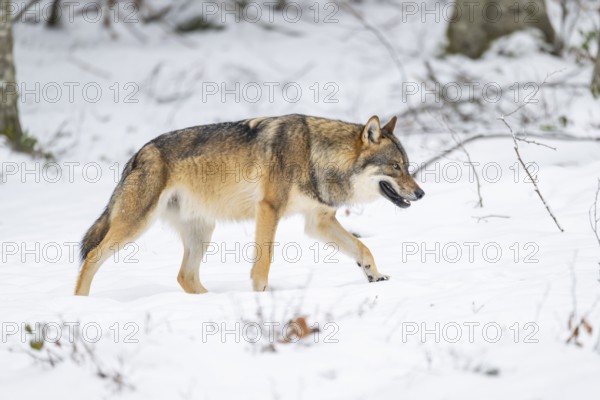 European gray wolf (Canis lupus lupus) walking in a forest in winter, snow, Bavaria, Germany