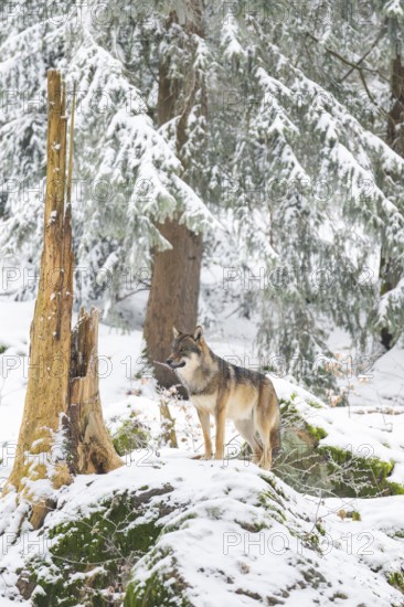 European gray wolf (Canis lupus lupus) standing in a forest in winter, snow, Bavaria, Germany
