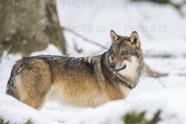European gray wolf (Canis lupus lupus) standing in a forest in winter, snow, Bavaria, Germany