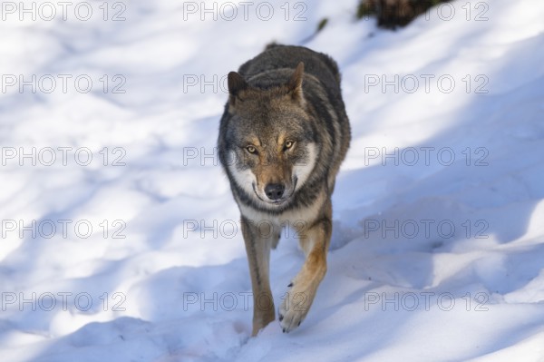 European gray wolf (Canis lupus lupus) walking in a forest in winter, snow, Bavaria, Germany