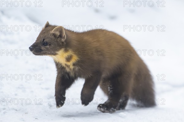 European pine marten (Martes martes) running in the snow in winter, National Park Bavarian Forest, Bavaria, Germany