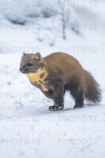 European pine marten (Martes martes) running in the snow in winter, National Park Bavarian Forest, Bavaria, Germany