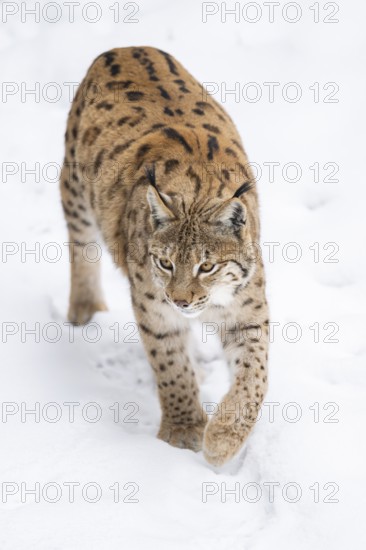 Eurasian lynx (Lynx lynx) walking in a forest in winter, snow, Bavaria, Germany