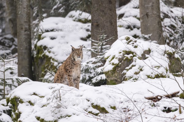Eurasian lynx (Lynx lynx) sitting in a forest in winter, snow, Bavaria, Germany