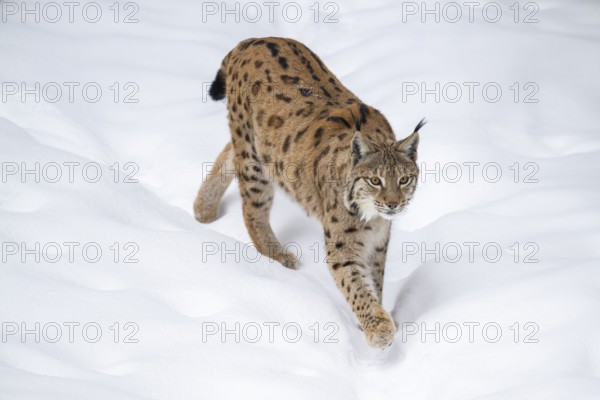 Eurasian lynx (Lynx lynx) walking in a forest in winter, snow, Bavaria, Germany