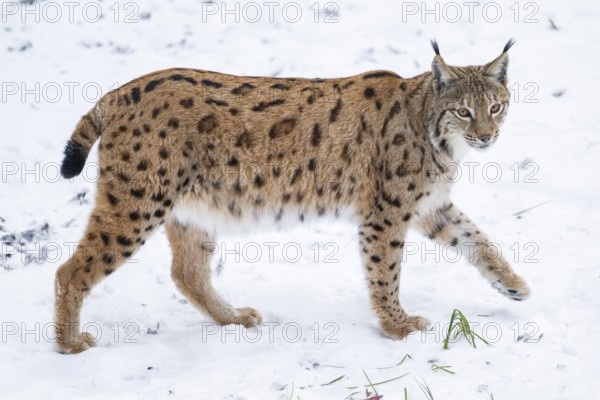 Eurasian lynx (Lynx lynx) walking in a forest in winter, snow, Bavaria, Germany