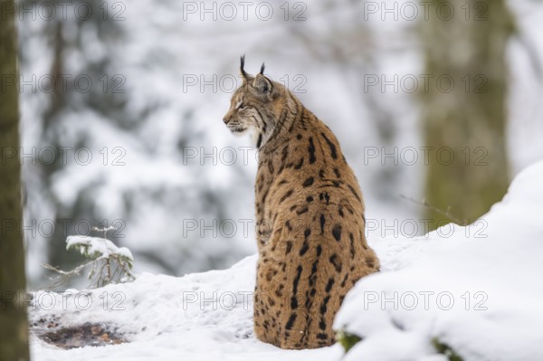 Eurasian lynx (Lynx lynx) sitting in a forest in winter, snow, Bavaria, Germany