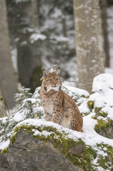 Eurasian lynx (Lynx lynx) sitting in a forest in winter, snow, Bavaria, Germany