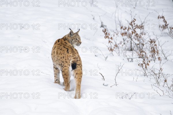 Eurasian lynx (Lynx lynx) standing in a forest in winter, snow, Bavaria, Germany