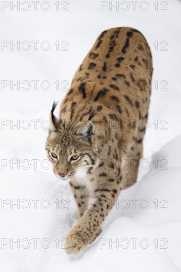 Eurasian lynx (Lynx lynx) walking in a forest in winter, snow, Bavaria, Germany