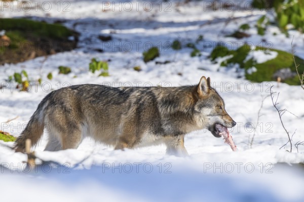 European gray wolf (Canis lupus lupus) walking in a forest in winter, snow, Bavaria, Germany