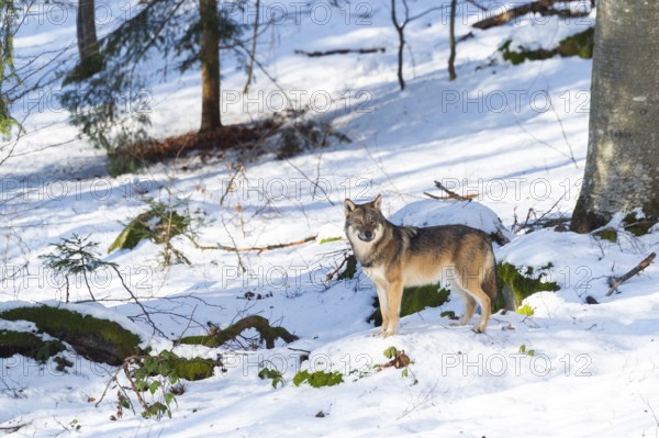 European gray wolf (Canis lupus lupus) standing in a forest in winter, snow, Bavaria, Germany