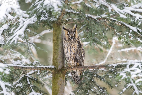 Long-eared owl (Asio otus) sitting on a branch in winter, National Park Bavarian Forest, Bavaria, Germany