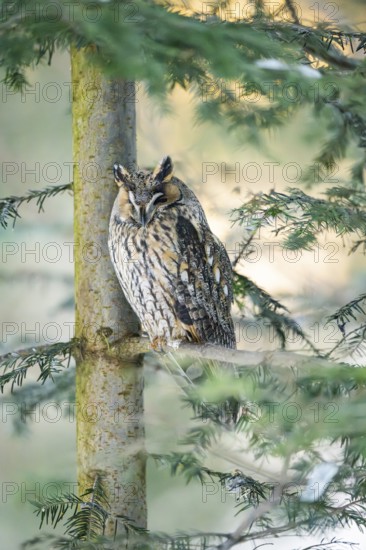 Long-eared owl (Asio otus) sitting on a branch in winter, National Park Bavarian Forest, Bavaria, Germany
