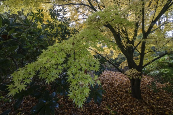 Japanese Japanese maple (Acer palmatum Sangu-Kaku) in autumn leaves, Emsland, Lower Saxony, Germany