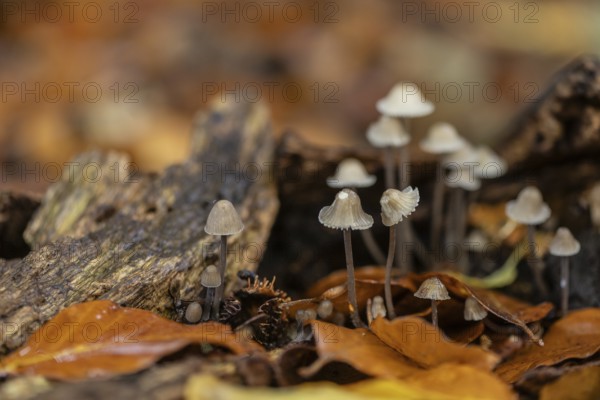 Helmlinge (Mycena), Emsland, Lower Saxony, Germany