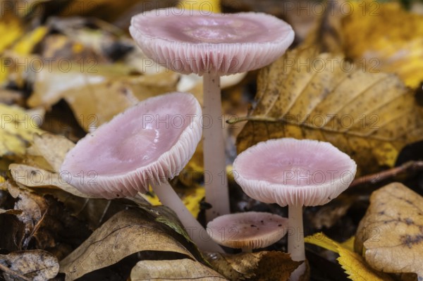 Dwarf paint funnels (Laccaria tortilis), Emsland, Lower Saxony, Germany