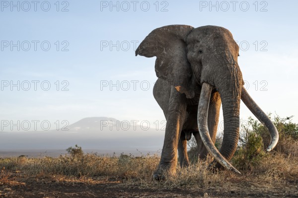 African elephant (Loxodonta africana), the famous Super Tusker elephant Craig, old male with long tusks, in picturesque landscape with the summit of Mount Kilimanjaro, in atmospheric evening light, Kajiado County, Kenya