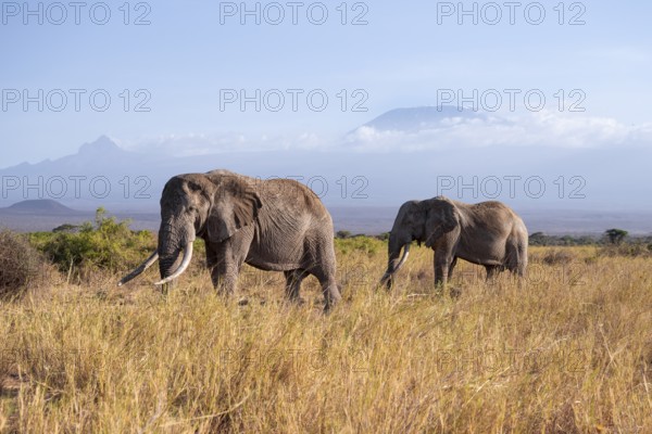 Two African elephants (Loxodonta africana) in a picturesque landscape with the summit of Mount Kilimanjaro, the famous Super Tusker elephant Craig and Pascal, old male with long tusks, in atmospheric evening light, Kajiado County, Kenya