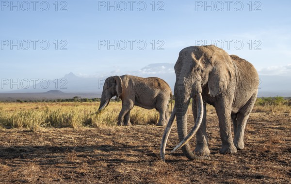 Two African elephants (Loxodonta africana) in a picturesque landscape with the summit of Mount Kilimanjaro, the famous Super Tusker elephant Craig with his friend Pascal, old male with long tusks, in the evening light, Kajiado County, Kenya
