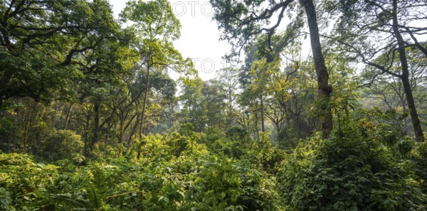 Dense vegetation in tropical mountain rain forest, primeval forest, Bwindi Impenetrable Forest, Uganda