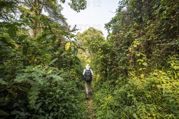 Tourist hiking trail through dense vegetation in tropical mountain rainforest, primeval forest, Bwindi Impenetrable Forest, Uganda