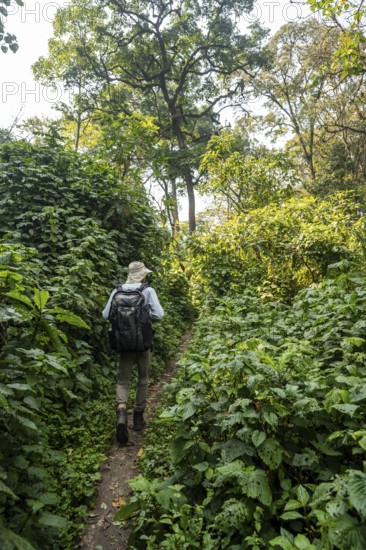 Tourist hiking trail through dense vegetation in tropical mountain rainforest, primeval forest, Bwindi Impenetrable Forest, Uganda