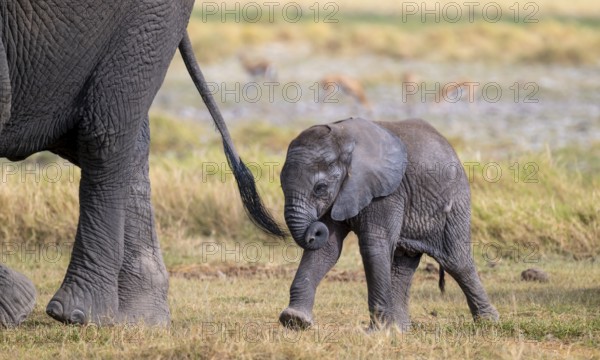 African elephant (Loxodonta africana), small young, baby elephant, Amboseli National Park, Rift Valley Province, Kenya