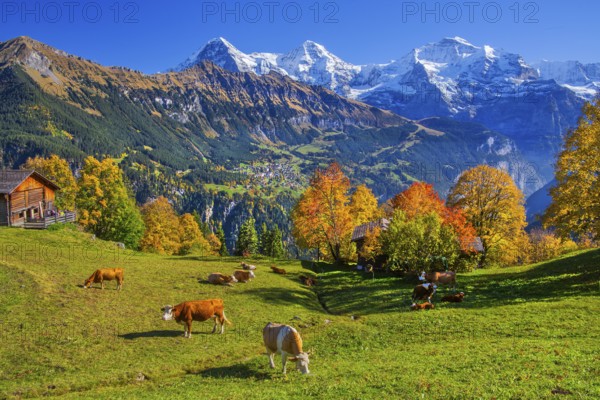 Autumn landscape in the hamlet of Sulwald with views of Wengen and Eiger 3967m, Mönch 4110m and Jungfrau 4158m, Isenfluh, Lauterbrunnental, Bernese Oberland, Canton of Bern, Switzerland
