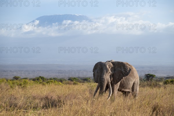 African elephant (Loxodonta africana) in picturesque savanna landscape with the summit of Mount Kilimanjaro, the famous Super Tusker elephant Craig, old male with long tusks, in the evening light, Kajiado County, Kenya