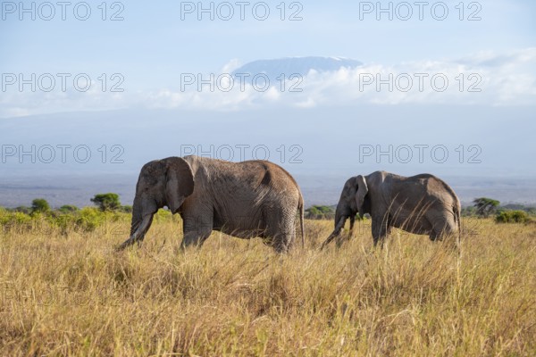 Two African elephants (Loxodonta africana) in a picturesque savanna landscape with the summit of Mount Kilimanjaro, the famous Super Tusker elephant Craig with his friend Pascal, old male with long tusks, in the evening light, Kajiado County, Kenya