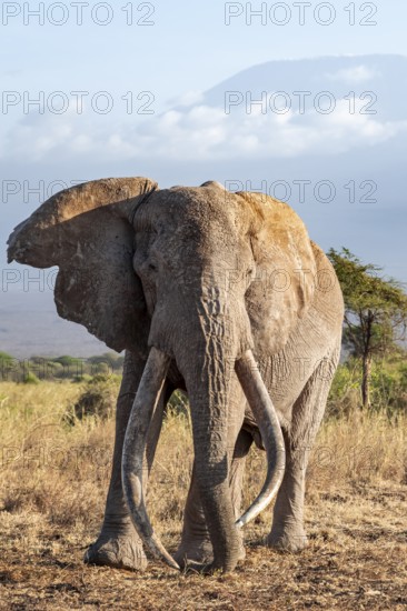 African elephant (Loxodonta africana) in picturesque savanna landscape with the summit of Mount Kilimanjaro, the famous Super Tusker elephant Craig, old male with long tusks, in the evening light, Kajiado County, Kenya