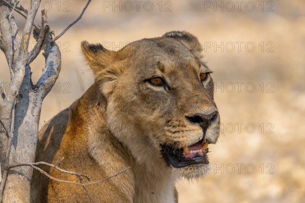 Lion (Panthera leo), adult female, animal portrait, Moremi Game Reserve, Botswana